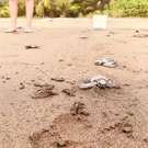 Zee schildpadden project Costa Rica schildpadden op het strand 