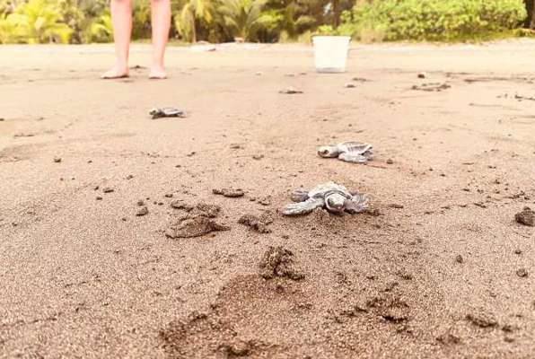 Zee schildpadden project Costa Rica schildpadden op het strand 