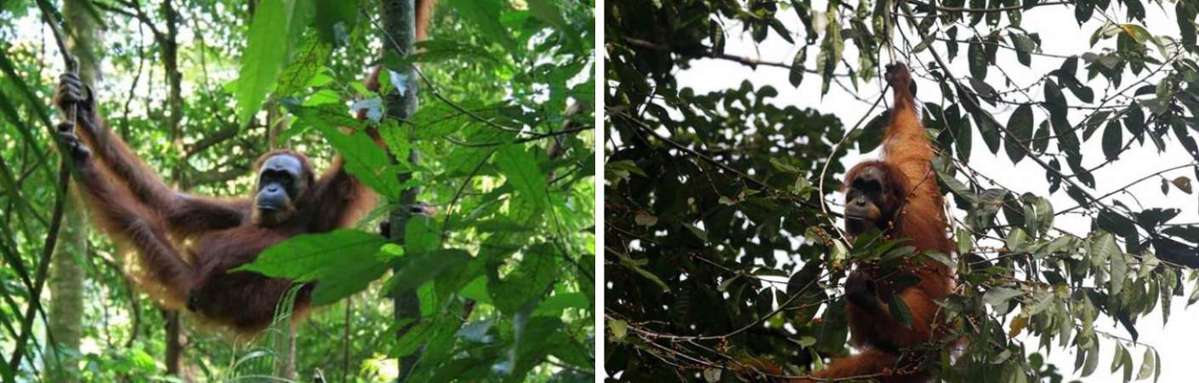 Orang Oetang Sumatra