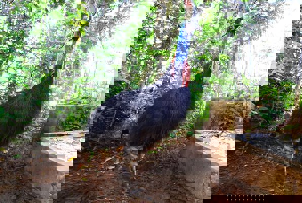 Java wildlife project