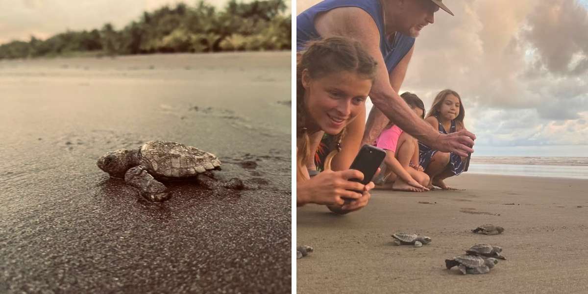 Zeeschildpadden project Costa Rica