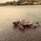 Zee schildpadden project Costa Rica schildpad op het strand