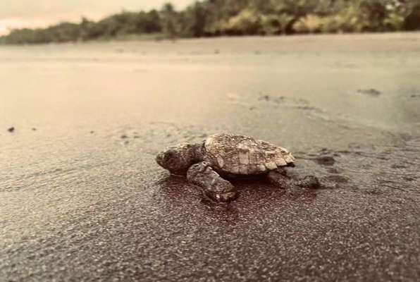 Zee schildpadden project Costa Rica schildpad op het strand